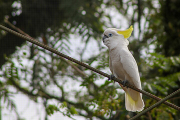 the cockatoo stands on the iron wire