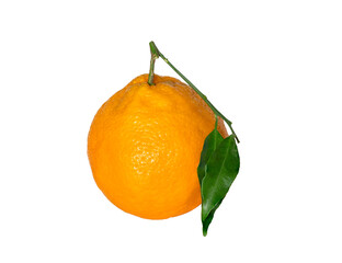 A fresh dekopon or shiranuhi isolated on white background, a hybrid, seedless and sweet variety of mandarin orange developed in Japan in 1970s. Large size and protruding bump on the top.