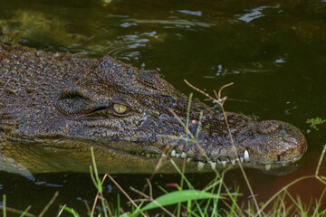 crocodile swim at the water