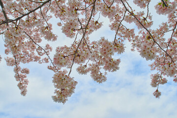 桜 Cherry Blossom