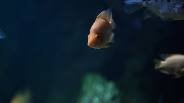 Close up of cichlasoma in water. Red devil cichlid swimming with others fish in aquarium.