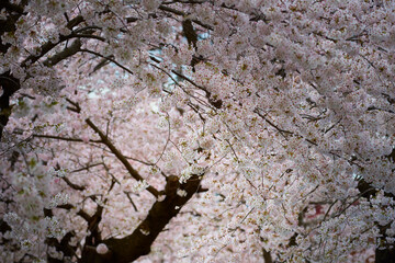 桜 Cherry Blossom