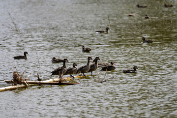 Avifaune du lac Alarobia à Madagascar