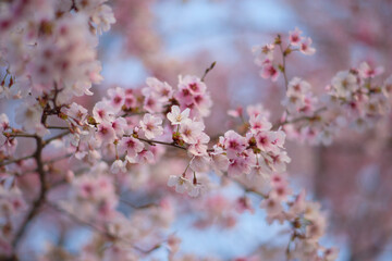 桜  Cherry Blossom