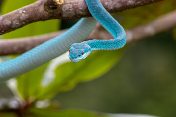 blue pit viper wrapped around a wooden branch