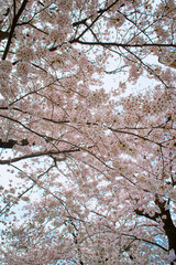 Obraz premium 桜 Cherry Blossom