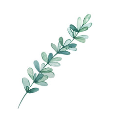 Watercolor eucalyptus branch with small blue leaves.