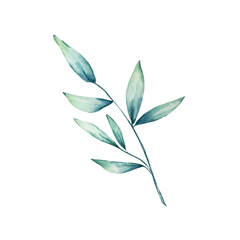 Watercolor eucalyptus branch with long blue leaves