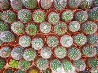 cactus, plant