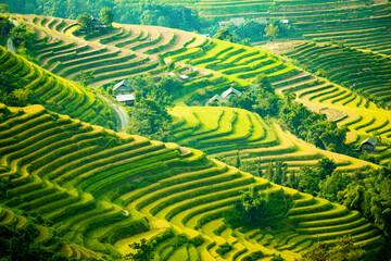 Beautiful scenery of rice terraces in Hoang Su Phi, Ha Giang province in Vietnam. Rice fields ripe in the highlands in the northwest