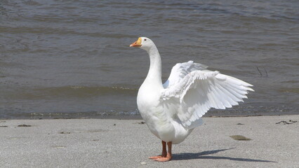 white geese on the river