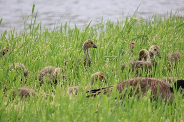 country goose on the grass