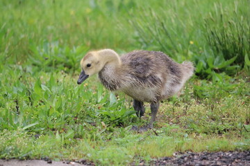 gosling, Canada goose,