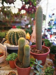 cactus, plant, nature