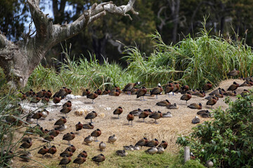 Avifaune du lac Alarobia à Madagascar