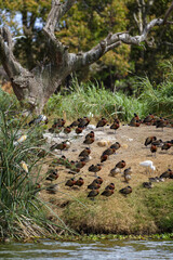 Avifaune du lac Alarobia à Madagascar