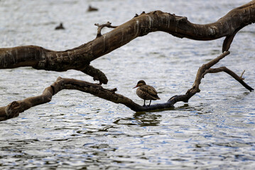 Avifaune du lac Alarobia à Madagascar