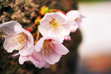 桜の幹に咲く数厘の華
