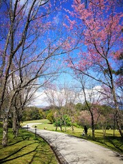 Fototapeta na wymiar pink cherry blossom, flower tree, nature