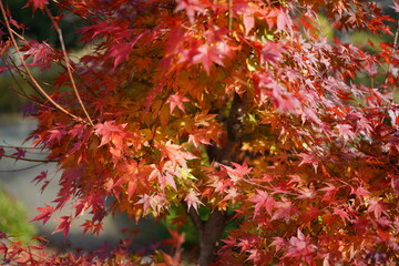 紅葉が色づき始め