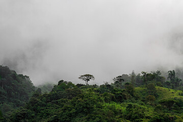 Lonesome tree in the mist and fog of the Cloud Forest, Mindo, Ecuador.