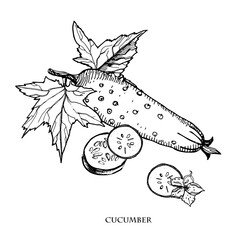 Cucumber hand drawn vector illustration.Detailed retro style sketch.Vintage ink hand drawn cucumber, isolated on white background.Vegetable.