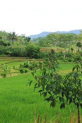 Fototapeta na wymiar Beautiful rice plants in green rice fields
