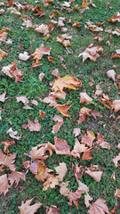 autumn and dry leaves falling to the ground