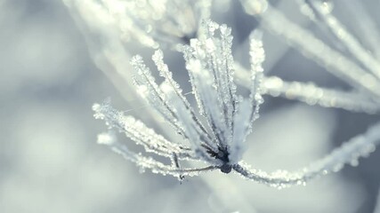 A close-up shot of frozen grass on a field covered with frost and snow and illuminated by the sun in the early frosty morning. There is a frosty haze in the air.