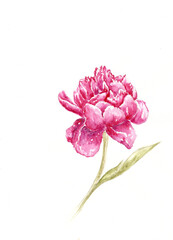 Watercolor of a peony flower
