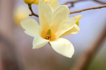 Naklejka na ściany i meble Magnolia in full bloom in the garden, North China