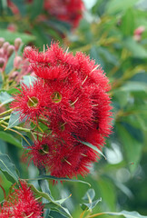 Red flowering gum tree blossoms, Corymbia ficifolia Wildfire variety, Family Myrtaceae. Endemic to...