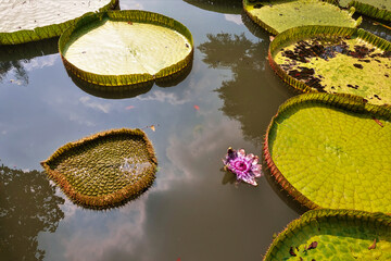 Huge green leaves with sides of the Victoria Amazonica water lily float in the pond. The sky and clouds are reflected in the water. Thailand. Bangkok.