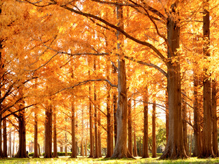 東京都　水元公園のメタセコイヤの黄葉