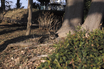Fototapeta premium 冬公園