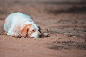 Sleeping dirty white dog on the morning sunshine on the ground.