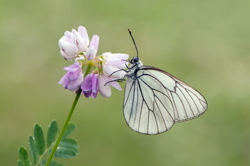 Aporia crataegi butterfly on a  wild flower early in the morning waiting for the first rays of the sun