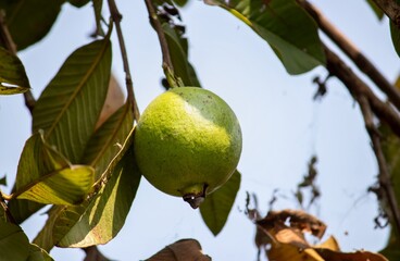 Closeup of Juicy Guava Fruit Hanging Its Tree