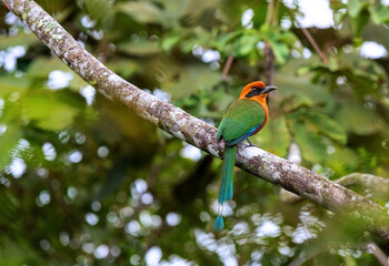 Rufous or Broad Winged motmot (Baryphthengus martii), Mindo, Ecuador.