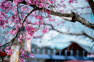 Cherry blossom flowers , sakura flowers in blur background vintage style