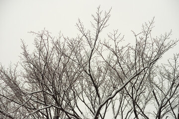 Fototapeta na wymiar 冬の大樹