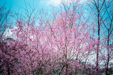 Sakura blooming . Wonderful scenic park with rows of blooming trees in spring, Dalat city, Vietnam.