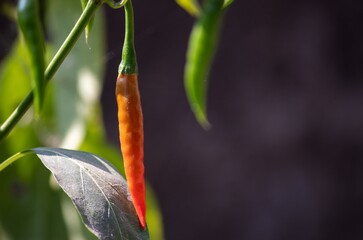 Closeup of Organic Chilli Hanging From Its Plant with Selective Focus