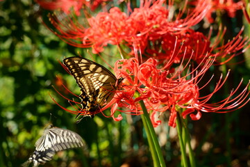 赤いヒガンバナの花にアゲハチョウ