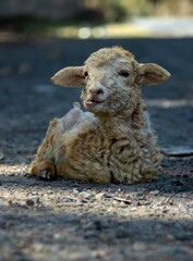 Sheep Lamb Sitting on Ground in Vertical Orientation, Perfect for Wallpaper
