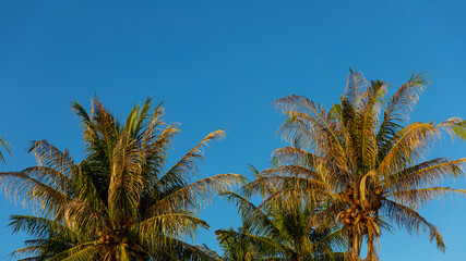 Obraz na płótnie Canvas Bright blue cloudy sky with blurred foreground of coconut trees on the afternoon