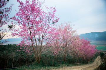 Plakat sakura flower on blur background 
