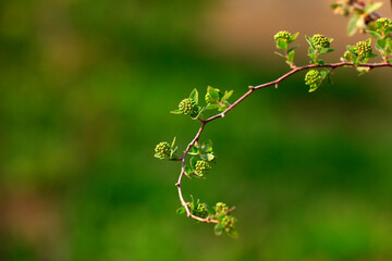 Blooming Spiraea flowers in a botanical garden, North China