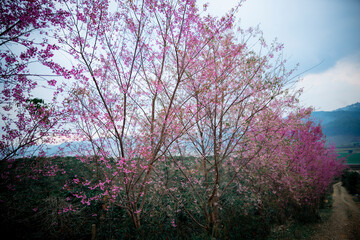 Peach blossom full of flowers on both sides of the road at Da Lat city, Lam Dong, Viet Nam
