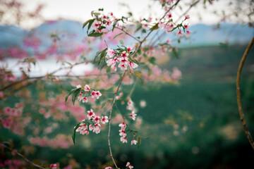 sakura flower on blur background 